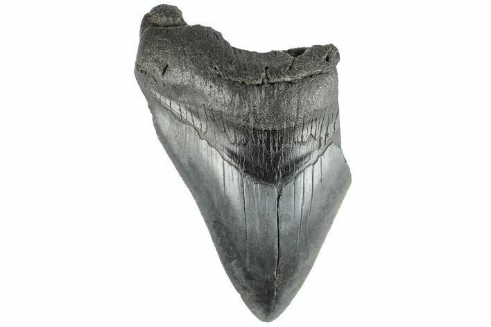 Partial, Fossil Megalodon Tooth #194020